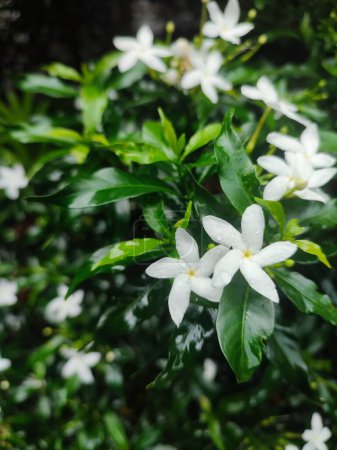 Petit blanc beau blanc Gardenia jasminoides, Tabernaemontana divaricata (Apocynaceae), communément appelé pinwheelflower, crape jasmine