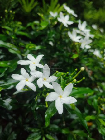 Petit blanc beau blanc Gardenia jasminoides, Tabernaemontana divaricata (Apocynaceae), communément appelé pinwheelflower, crape jasmine