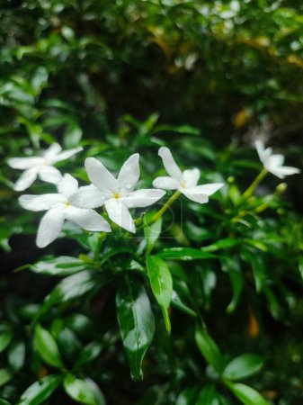 Small white beautiful white Gardenia jasminoides,Tabernaemontana divaricata (Apocynaceae),commonly called pinwheelflower,crape jasmine