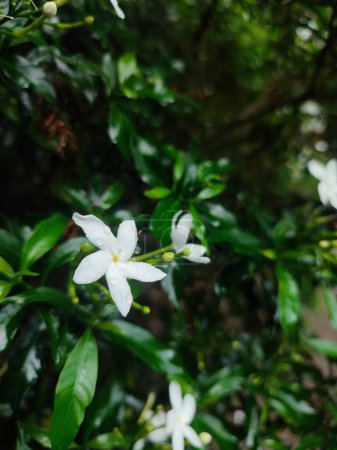 Small white beautiful white Gardenia jasminoides,Tabernaemontana divaricata (Apocynaceae),commonly called pinwheelflower,crape jasmine