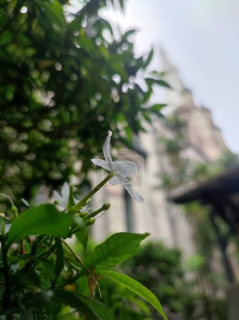 Pequeño blanco hermoso blanco Gardenia jasminoides, Tabernaemontana divaricata (Apocynaceae), comúnmente llamado pinwheelflower, jazmín crape