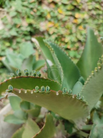 Kalanchoe pinnata green tiny plantlets around edges of parent plant. Kalanchoe Mother of Thousands , macro, close up. Bryophyllum Laetivirens leaves