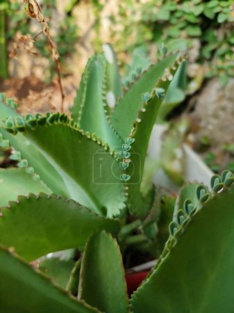 Photo for Kalanchoe pinnata green tiny plantlets around edges of parent plant. Kalanchoe Mother of Thousands , macro, close up. Bryophyllum Laetivirens leaves - Royalty Free Image