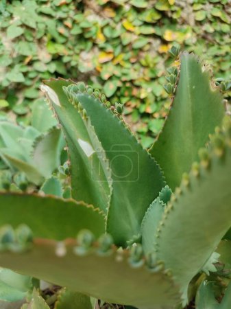 Photo for Kalanchoe pinnata green tiny plantlets around edges of parent plant. Kalanchoe Mother of Thousands , macro, close up. Bryophyllum Laetivirens leaves - Royalty Free Image