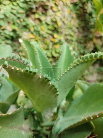 Kalanchoe pinnata vert de minuscules plantules autour des bords de la plante mère. Kalanchoe Mère de milliers, macro, gros plan. Bryophyllum Laetivirens feuilles