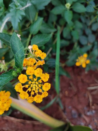 Photo for Beautiful Yellow lantana urticoides flowers blooming in the garden - Royalty Free Image