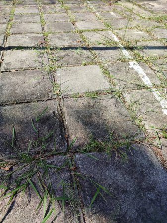 texture Les chemins de jardin sont recouverts de mauvaises herbes poussant entre les pavés par un après-midi d'automne nuageux