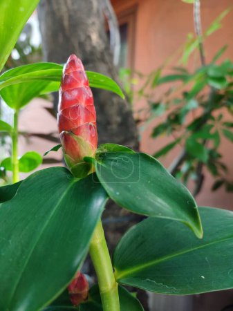 Téléchargez les photos : Le gingembre à tête indienne, ou Costus spicatus, également connu sous le nom de gingembre épineux, pousse dans un jardin sur fond de feuillage vert.. - en image libre de droit