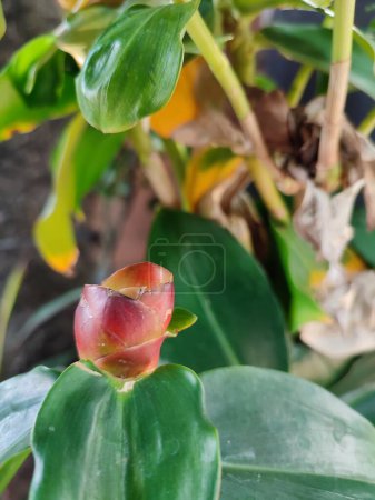 Indian head ginger, or Costus spicatus, also known as thorny spiral flag ginger, grows in a garden against a background of green foliage.