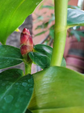 Indian head ginger, or Costus spicatus, also known as thorny spiral flag ginger, grows in a garden against a background of green foliage.