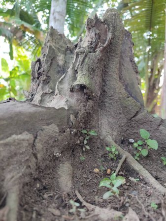 un arbre qui avait été abattu il y a longtemps et séché