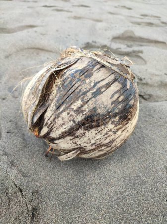 Téléchargez les photos : Une noix de coco sur la plage de sable, fakarava, archipel des tuamotu, polynésie française, Pacifique Sud - en image libre de droit