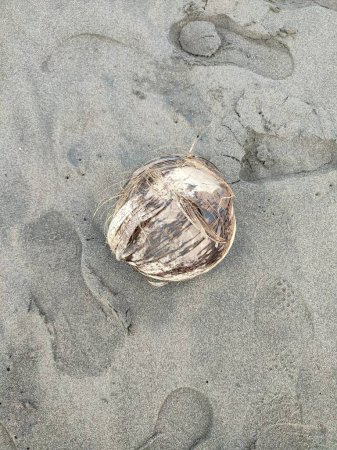 un coco en la arena de la playa, fakarava, archipiélago tuamotu, polinesia francesa, Pacífico sur