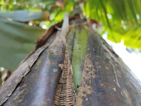 Téléchargez les photos : Texture et veines des troncs de bananier - en image libre de droit