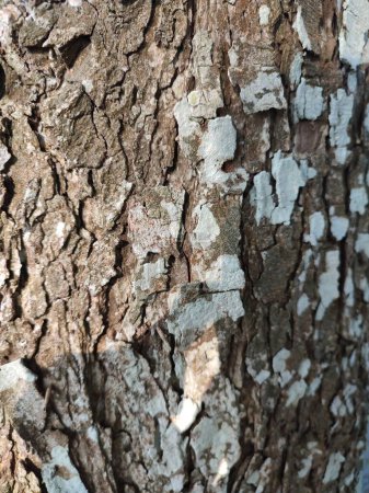 Foto de Árbol patrón de tronco y venas textura - Imagen libre de derechos