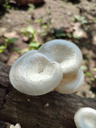 a mushroom in the forest