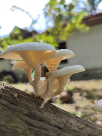 a mushroom in the forest