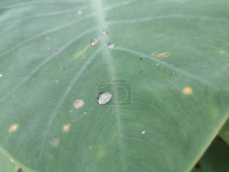 the water that is on the taro leaves in the garden
