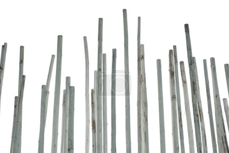 Foto de Troncos de bambú pintados de blanco se disponen como decoraciones aisladas fondo transparente - Imagen libre de derechos