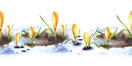 Foto de Acuarela ilustración pintada patrón sin costura, borde. La primavera, el despertar de la naturaleza. Derretimiento de nieve plantas primarias azafrán amarillo. Flores brotando a través de la nieve Fondo blanco aislado - Imagen libre de derechos