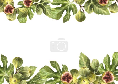 Branch of juicy, ripe overripe figs with leaves and whole fruit Food, plant banner, frame, template for jam label, card, price tag print Hand drawn watercolor illustration Isolated on white background