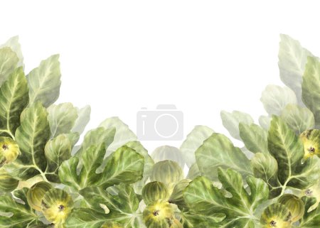 Branch of juicy, ripe green figs with leaves and whole fruit Food, plant banner, frame, template for jam label, card, price tag print Hand drawn watercolor illustration Isolated on white background