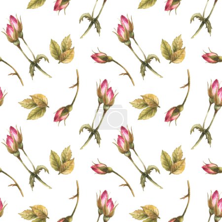 Watercolor wild rose hip buds leaves, dog cancer, brier rose flowers im bloom Botanical seamless pattern for label, wrapping paper, fabric, wallpaper Hand drawn illustration isolated white background.