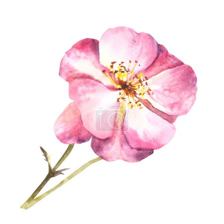 Watercolor pink wild rose hip flower, dog or brier rose im bloom. Herbal botanical clipart for your postcard, logo, medical label print. Hand drawn flora illustration isolated on white background.