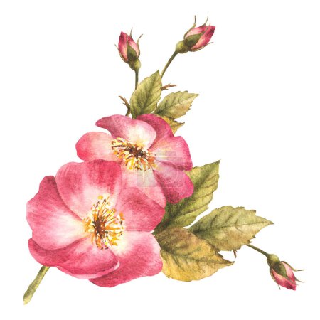 Watercolor pink wild rose hip branch with buds and flower, dog or brier rose im bloom. Botanical clipart for card, logo, medical label print. Hand drawn floral illustration isolated white background.
