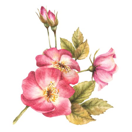 Aquarell rosa wilder Hagebuttenzweig mit Knospen und Blüten, Hunde- oder Stechrose in der Blüte. Botanischer Clip für Karte, Logo, medizinischer Etikettendruck. Handgezeichnete florale Illustration isoliert weißen Hintergrund.