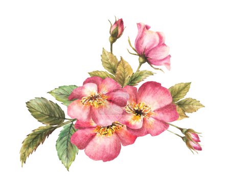 Aquarell rosa wilder Hagebuttenzweig mit Knospen und Blüte, Hund oder Stechrose in der Blüte. Botanischer Clip für Karte, Logo, medizinischer Etikettendruck. Handgezeichnete florale Illustration isoliert weißen Hintergrund.
