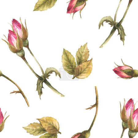 Aquarell wilde Hagebuttenknospen Blätter, Hundekrebs, bunte Rosenblüten im Blühen Botanisches nahtloses Muster für Etikett, Geschenkpapier, Stoff, Tapete Handgezeichnete Illustration isolierter weißer Hintergrund.