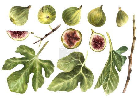 Watercolor set Ripe fig fruits of different shapes, whole, cut, slices with leaves, tree branches, trunks. Botanical clipart for jam label, sticker, price tag design. Hand drawn illustration Isolated