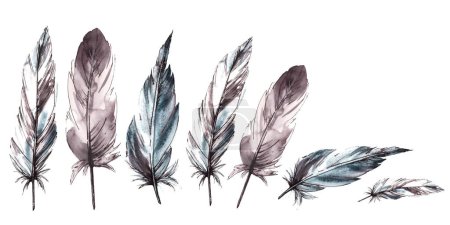 Watercolor painted monochrome feathers arrangement. Bird feathers with graphic line, natural ornaments. Real animal wings dynamic composition, illustration. Clipart for print Isolated white background