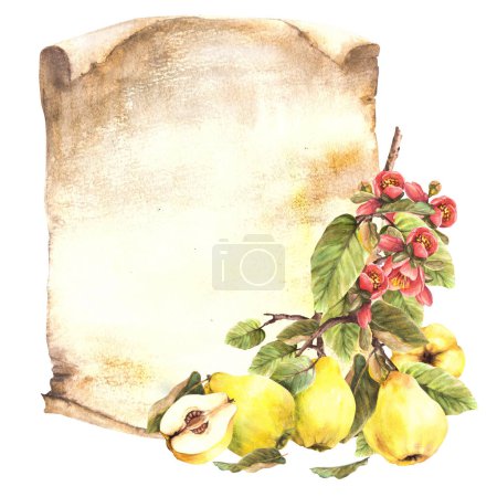  Yellow quince, Japanese pear, whole fruits with flowers, buds and leaves hanging on a branch on vintage paper background. Hand painted watercolor illustration. Drink label template. Isolated clipart