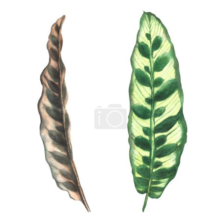 Tropical leaves set jungle plants. House plants calathea leaf, exotic tropical living plant Watercolor hand drawn illustration. Trendy home floral jungle for print, sticker Isolated white background. 