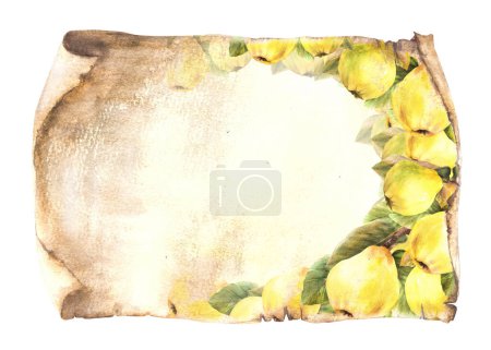 Branch of ripe quince fruit on an old sheet of papyrus, vintage scroll paper background. Watercolor hand drawn illustration. Clipart for food menu, drinks list template, card banner print. Isolated