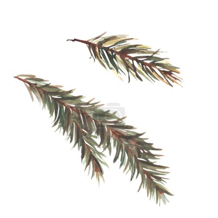 Photo for Watercolor coniferous evergreens tree branches. Spruce, pine, fir tree green needles twigs. Winter floral hand drawn illustration for greeting card, invitation print Isolated clipart white background. - Royalty Free Image