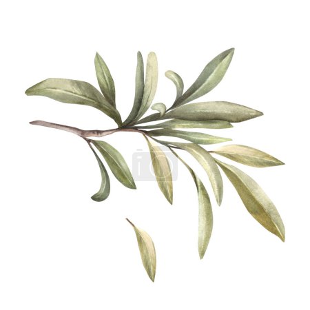 Olive branch, fruitless with green leaves Watercolor botanical floral clipart, hand drawn leaf illustration for food oil label design print, greeting card, trendy invitation Isolated white background.