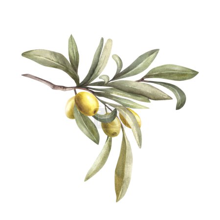 Aquarell Olivenzweig mit grünen Blättern und Beeren, handgezeichnete Illustration von Lebensmitteln. Botanischer Cliparts für die Gestaltung von Grußkarten, Etiketten, Aufklebern, Blumenmustern. Isolierter weißer Hintergrund.