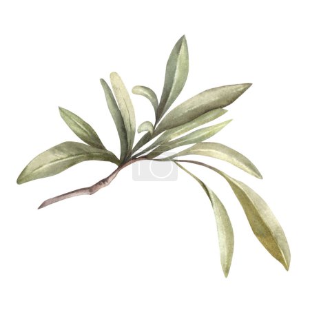 Olive branch, no fruit with green leaves Watercolor botanical floral clipart, hand drawn leaf illustration for food oil label design print, greeting card, trendy invitation Isolated white background.