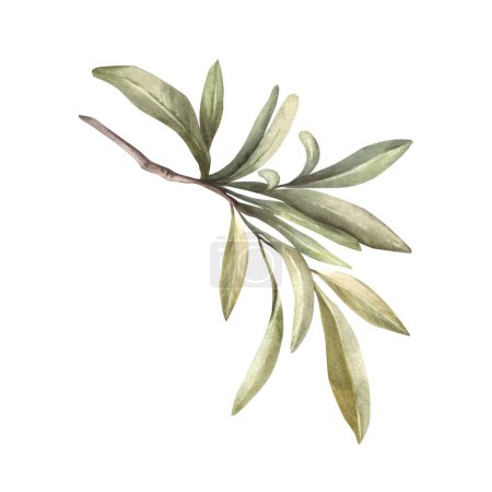 Olive tree branch with leaves without olives. Watercolor botanical floral clipart, hand drawn illustration for food oil label print, greeting card, trendy plant invitation Isolated white background.