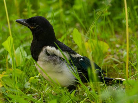 Photo for The magpie swoops gracefully amidst a sea of vibrant green plant leaves, showcasing its beauty and agility in its natural environment. - Royalty Free Image