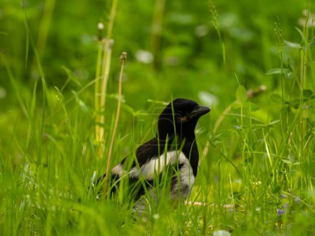 Photo for The magpie swoops gracefully amidst a sea of vibrant green plant leaves, showcasing its beauty and agility in its natural environment. - Royalty Free Image