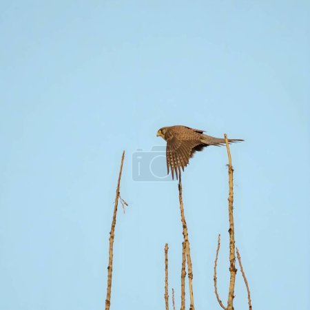 Téléchargez les photos : Graceful common kestrel soaring against the vast expanse of the sky. - en image libre de droit