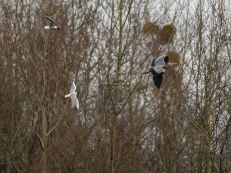 Photo for Two black-headed gulls and a gray heron take flight together, each species displaying its unique beauty and grace as they soar through the open sky. - Royalty Free Image