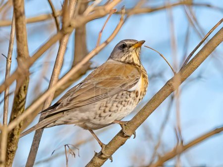 Photo for A Fieldfare perches gracefully on a branch, its plumage on display against the vivid blue sky, creating a beautiful scene in nature's embrace. - Royalty Free Image