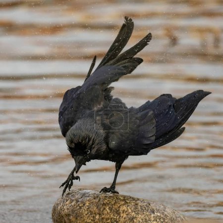 Téléchargez les photos : Western jackdaw perched on a rock in the tranquil water, displaying its sleek black feathers and sharp beak against a serene natural setting. - en image libre de droit