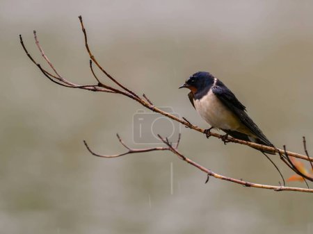 Foto de Barn Swallow perched on a twig amidst the raindrops. - Imagen libre de derechos