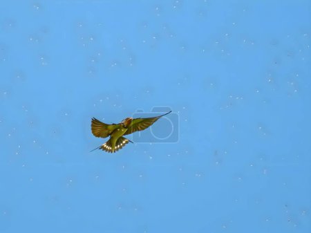 Foto de Barn Swallow gracefully gliding through the clear blue sky. - Imagen libre de derechos